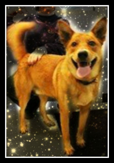 Olwen ADOPTED