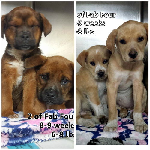 Fab Four 3 ADOPTED