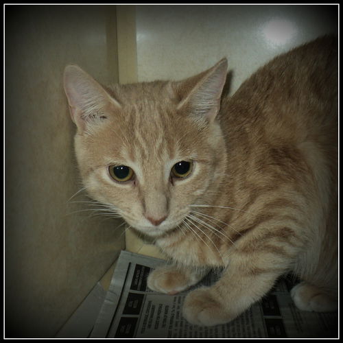 Fall ADOPTED