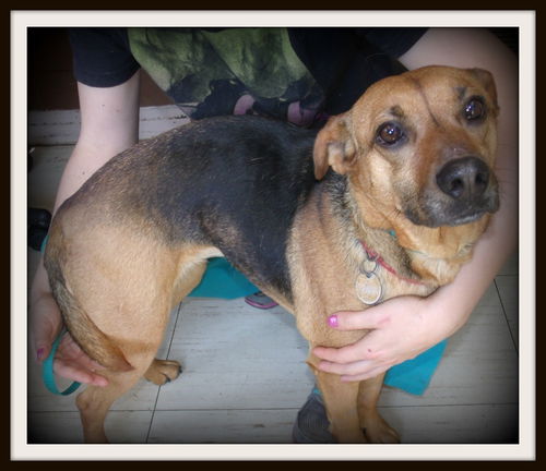 Daisy ADOPTED