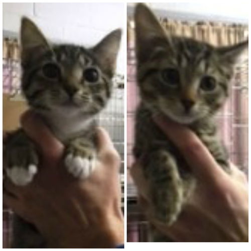 Tabby twins BOTH ADOPTED