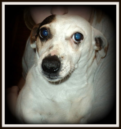Tara ADOPTED WOO HOO