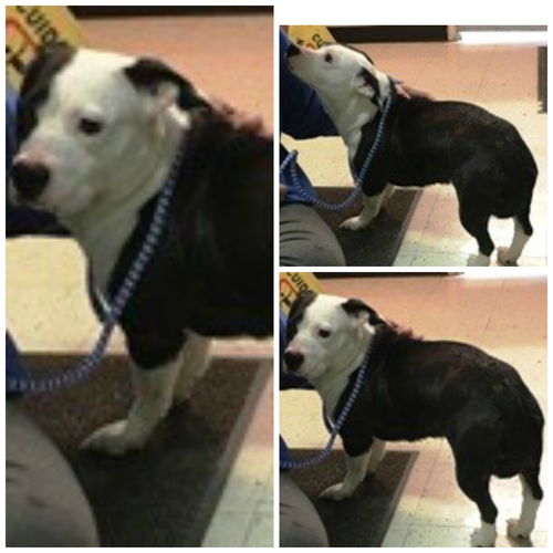 Ida ADOPTED