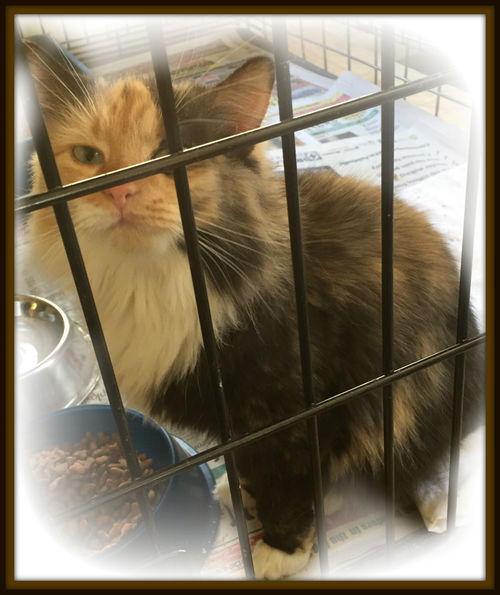 Faith ADOPTED