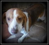 Darla ADOPTED