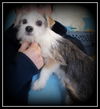 Fiesty ADOPTED
