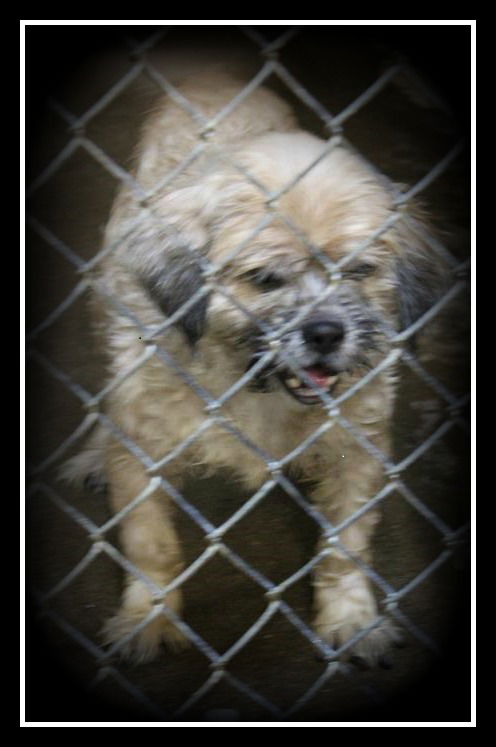 Teddy ADOPTED