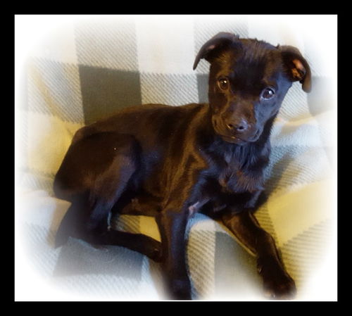 Valkyrei  ADOPTED