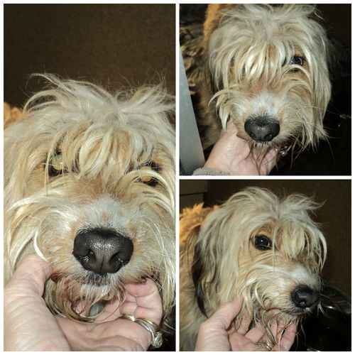 Dallas ADOPTED