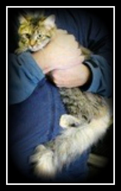 Talllulah ADOPTED