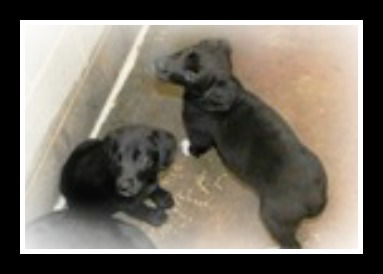 Darling Duo BOTH ADOPTED