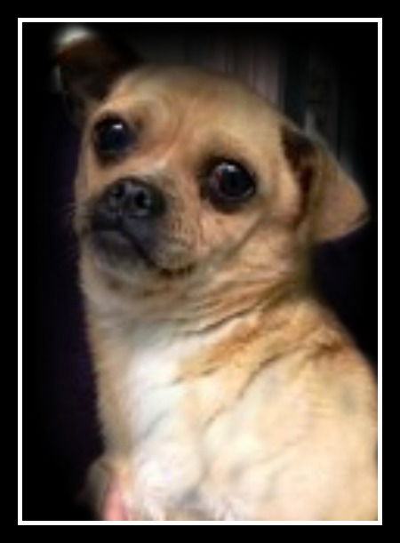 Ivy ADOPTED