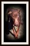 Jake ADOPTED