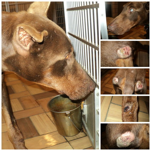 Jake ADOPTED