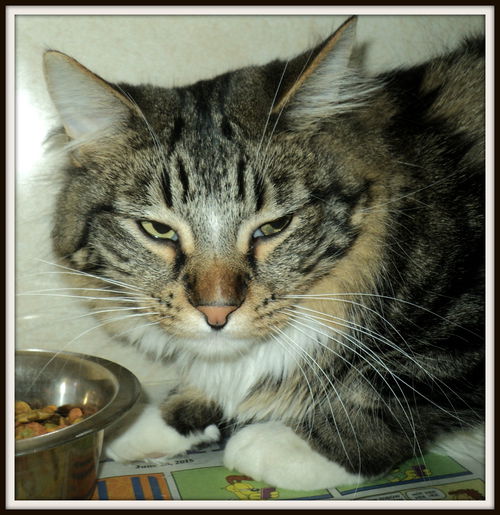 Ishkabibble ADOPTED