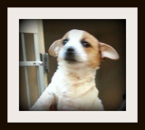 Jack or Jackie ADOPTED