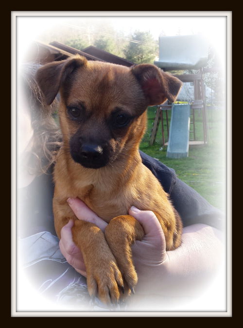 Teddy Bear ADOPTED