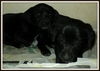 Onyx & Ebony