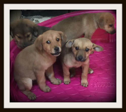 Quads ALL ADOPTED