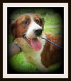Darcy ADOPTED