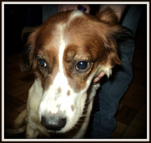 Darcy ADOPTED