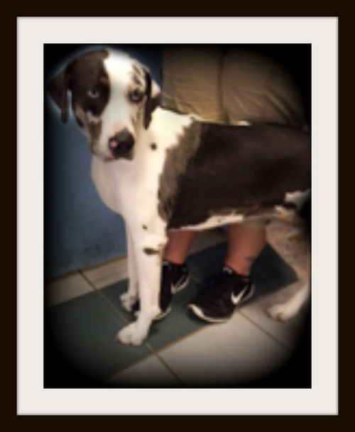 Dane ADOPTed