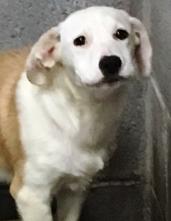 Lab mix