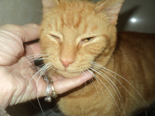 Tango ADOPTED