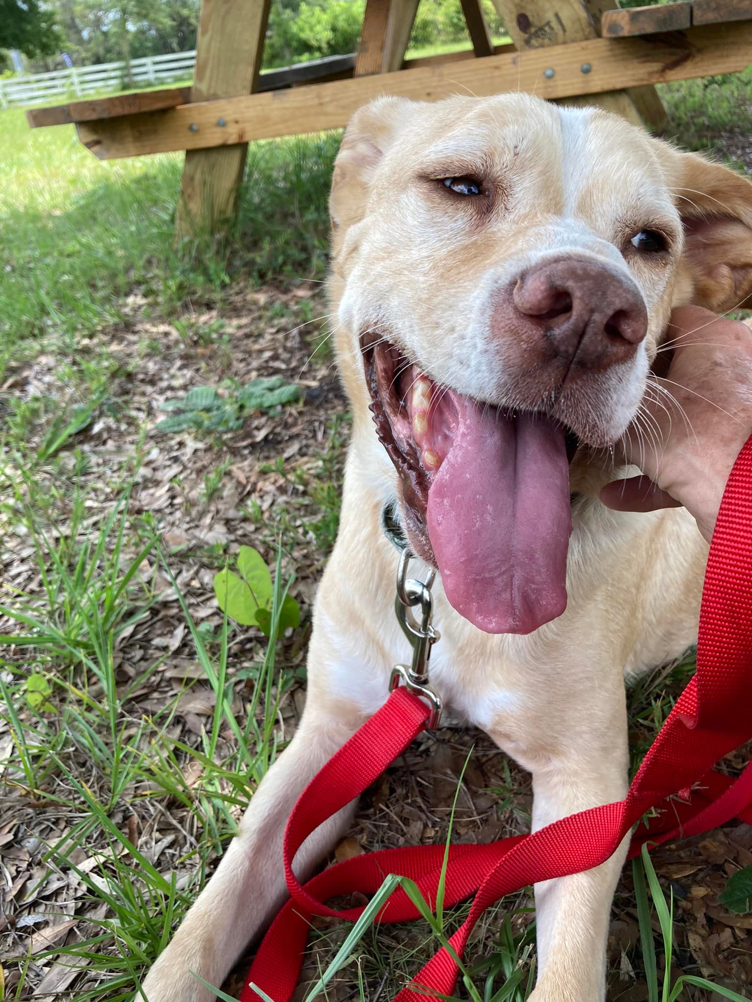 Adoptable Dogs — Satchel's Last Resort