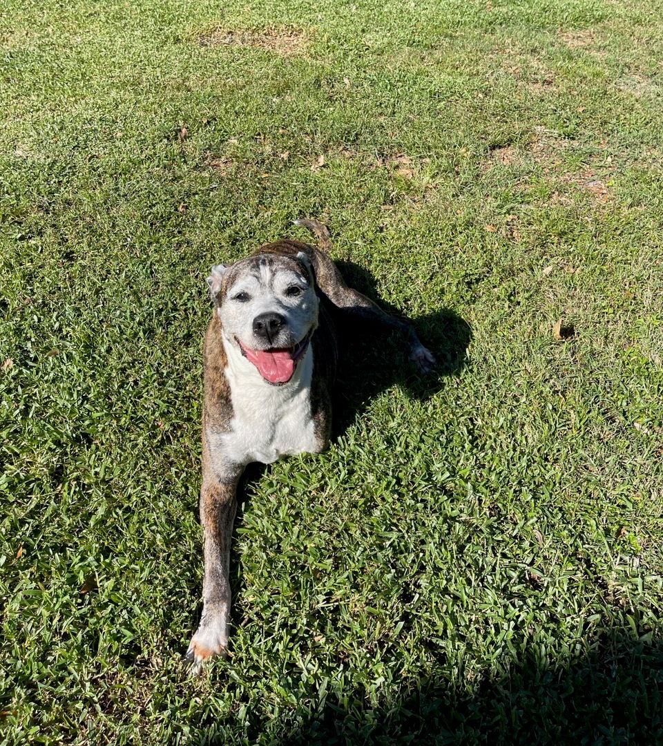 Dog for Adoption - Mavis, a Pit Bull Terrier in Fort Myers, FL | Alpha Paw