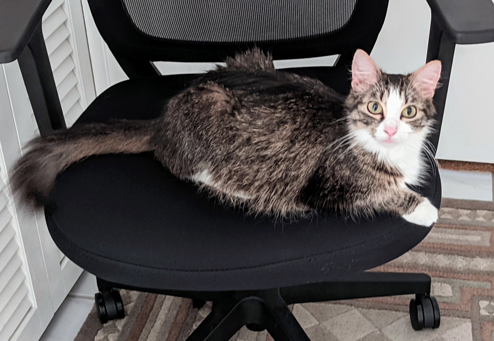 Cats for Adoption in Cape Coral, Florida Alpha Paw