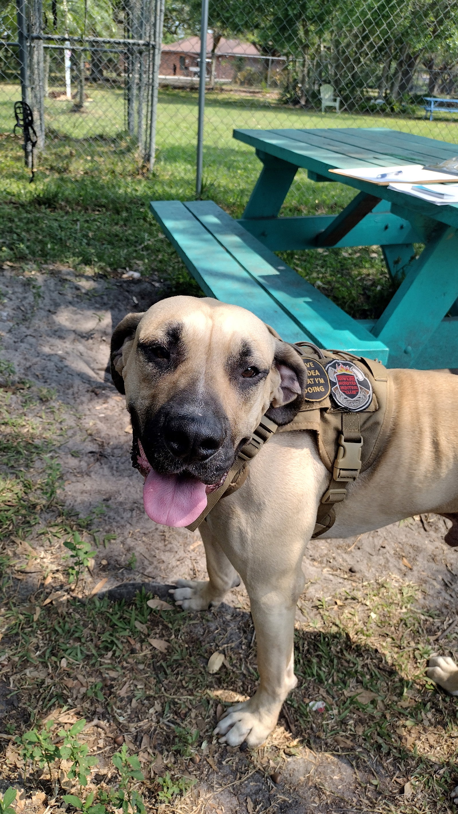 Dog adoption in Sarasota, FL 34241 Fila Brasileiro / Hound / Mixed