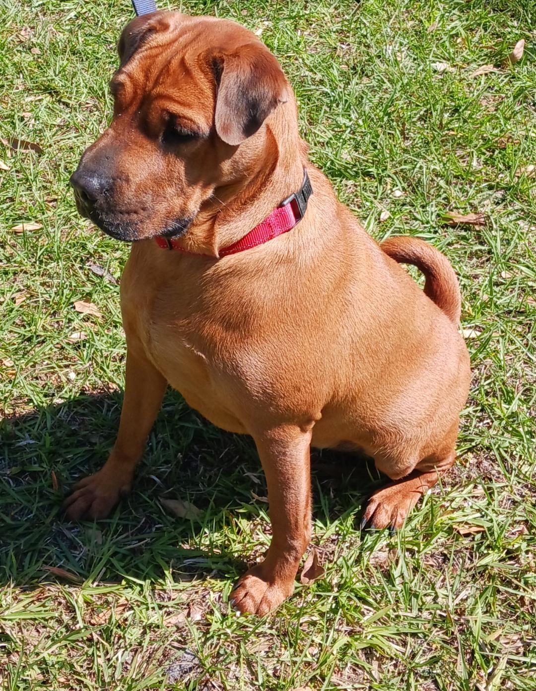 Dog For Adoption Otis A Chinese Shar Pei In Bayshore Gardens FL dog-for-adoption-otis-a-chinese-shar-pei-in-bayshore-gardens-fl