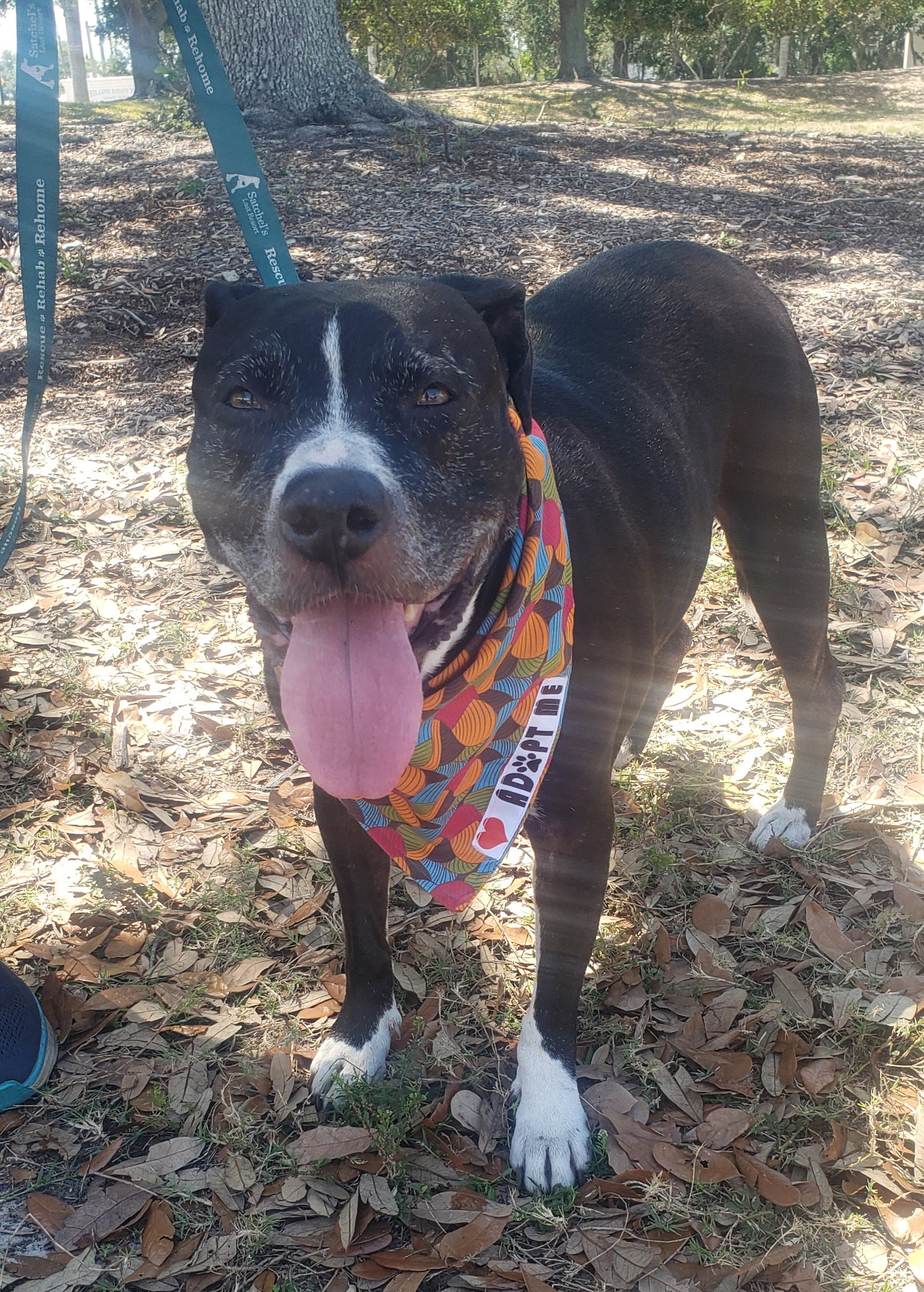 Dog for Adoption Princess, a American Pit Bull Terrier in Cape Coral