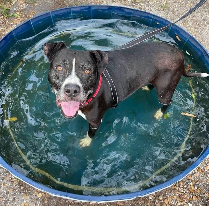 Dog for Adoption Princess, a American Pit Bull Terrier in Cape Coral