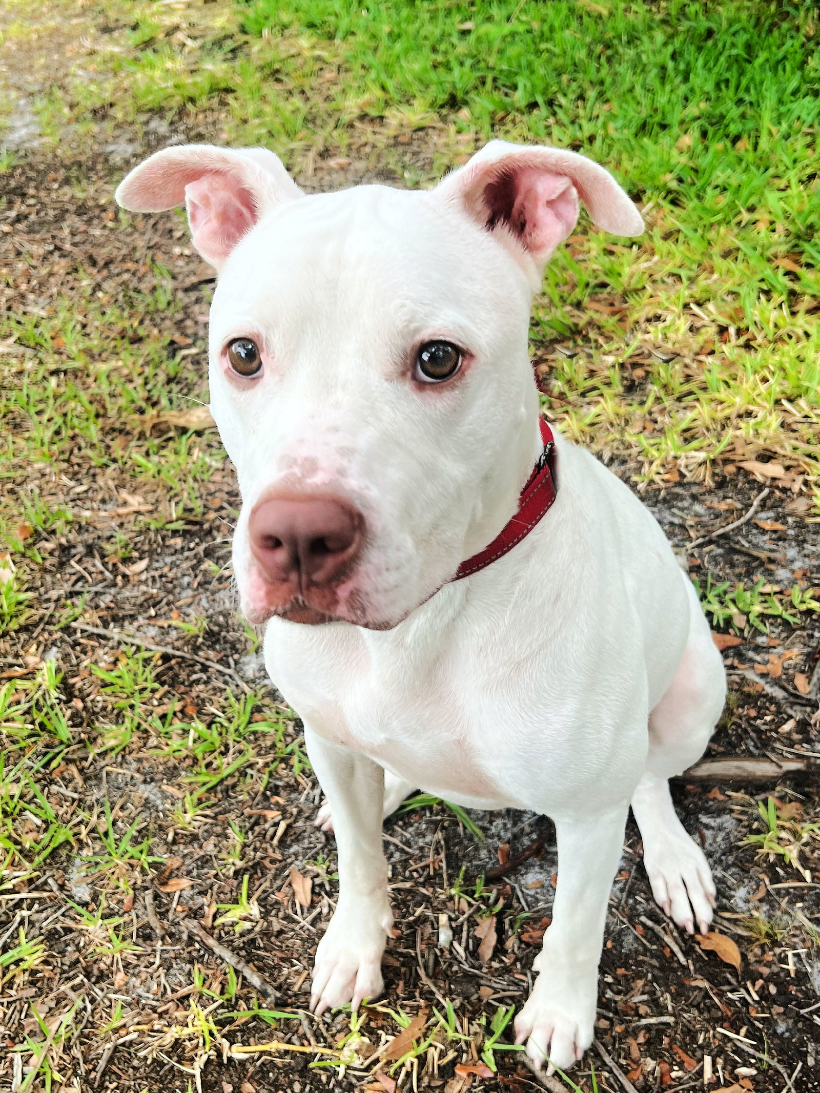 Dog for Adoption Dex, a Pit Bull Terrier in Pine Island Center, FL