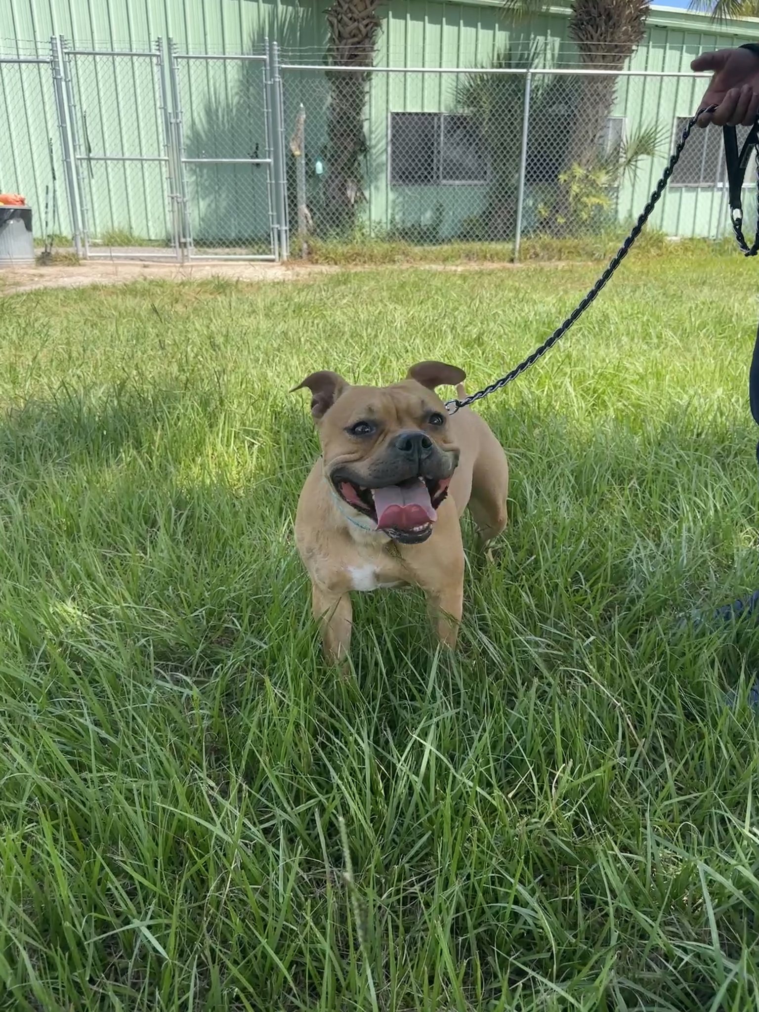 Dog adoption in Sarasota, FL 34241 American Pit Bull Terrier / Mixed