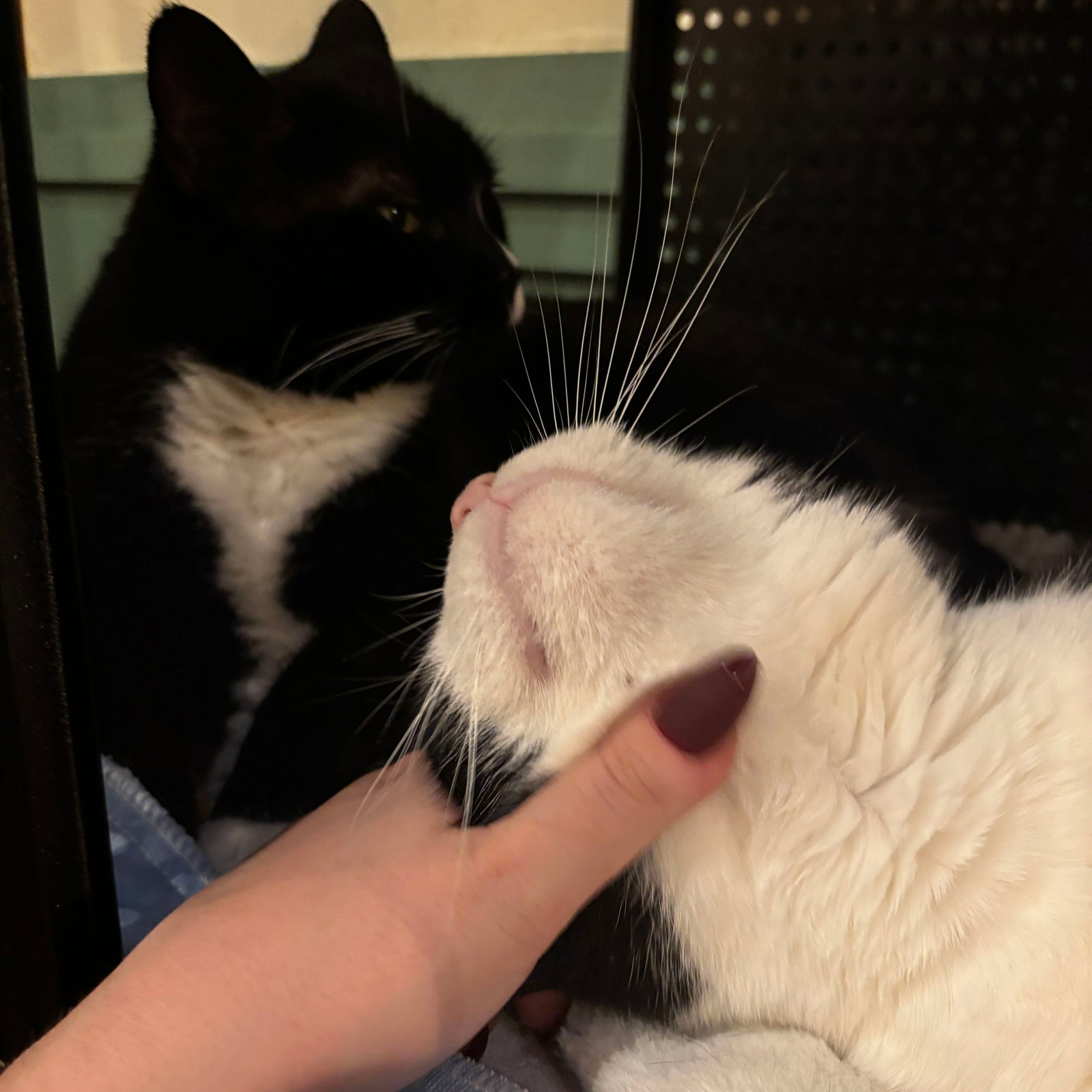 Butterball & Tofurkey, photo 5