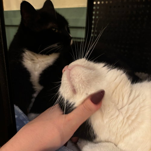 Photo 5 of Butterball & Tofurkey