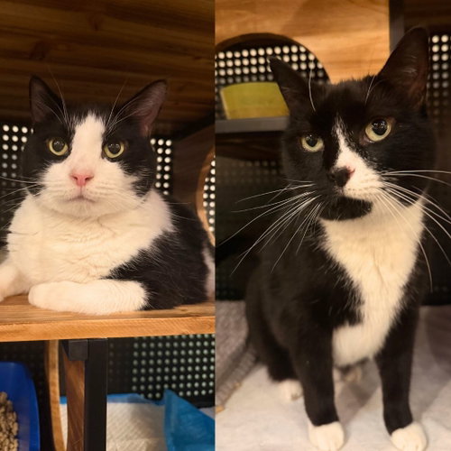 Butterball & Tofurkey, a cat for adoption from Brooklyn Bridge Animal Welfare Coalition, Inc.