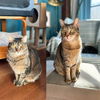adoptable Cat in brooklyn, NY named Komiya & Meeriah Catey
