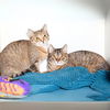 adoptable Cat in Brooklyn, NY named Komiya & Meeriah Katey