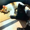 adoptable Cat in brooklyn, NY named Melman & Lino