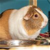 adoptable Guinea Pig in brooklyn, NY named Bashful, Dopey & Sleepy