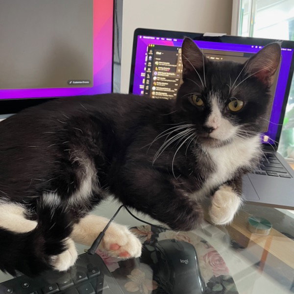 Cats for Adoption in The Bronx, New York Alpha Paw