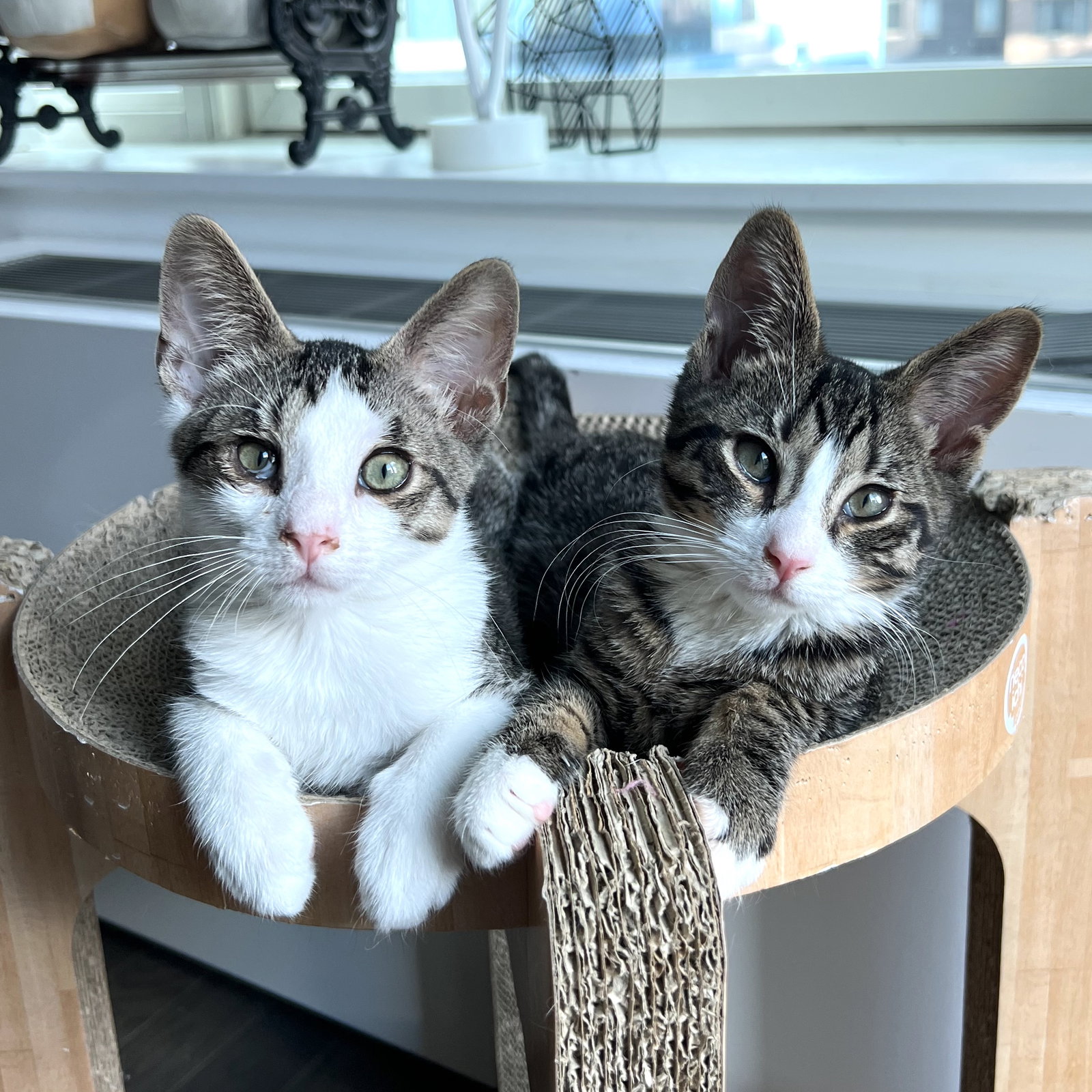 Cats for Adoption in The Bronx, New York Alpha Paw