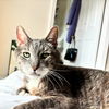 adoptable Cat in brooklyn, NY named Parfum