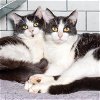adoptable Cat in brooklyn, NY named Mabel & Lois