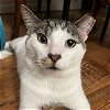 adoptable Cat in brooklyn, NY named Sporadic Sutter