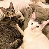 adoptable Cat in brooklyn, NY named Halloumi & Patata Brava
